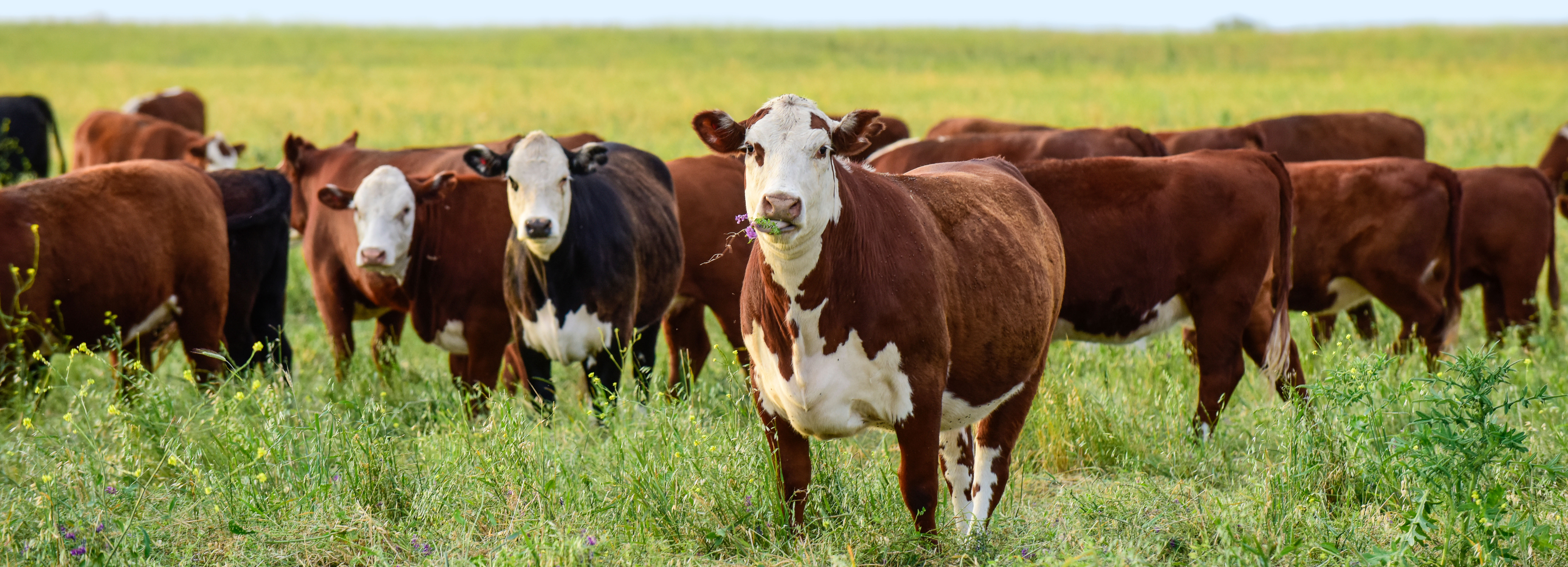 grassfed krávy